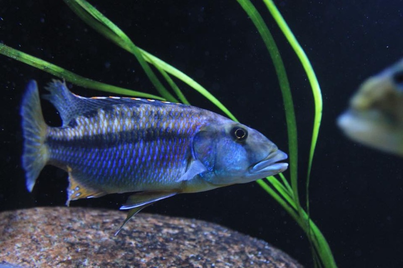 Tyrannochromis maculiceps 'Lupingu'